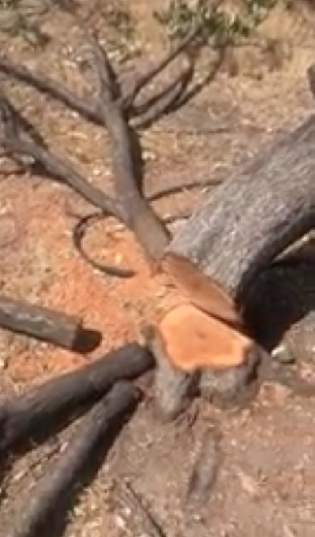 Պտղատու ծառերի «սպանդ» Նորագավիթում. Սոնա Աղեկյանն ահազանգում է