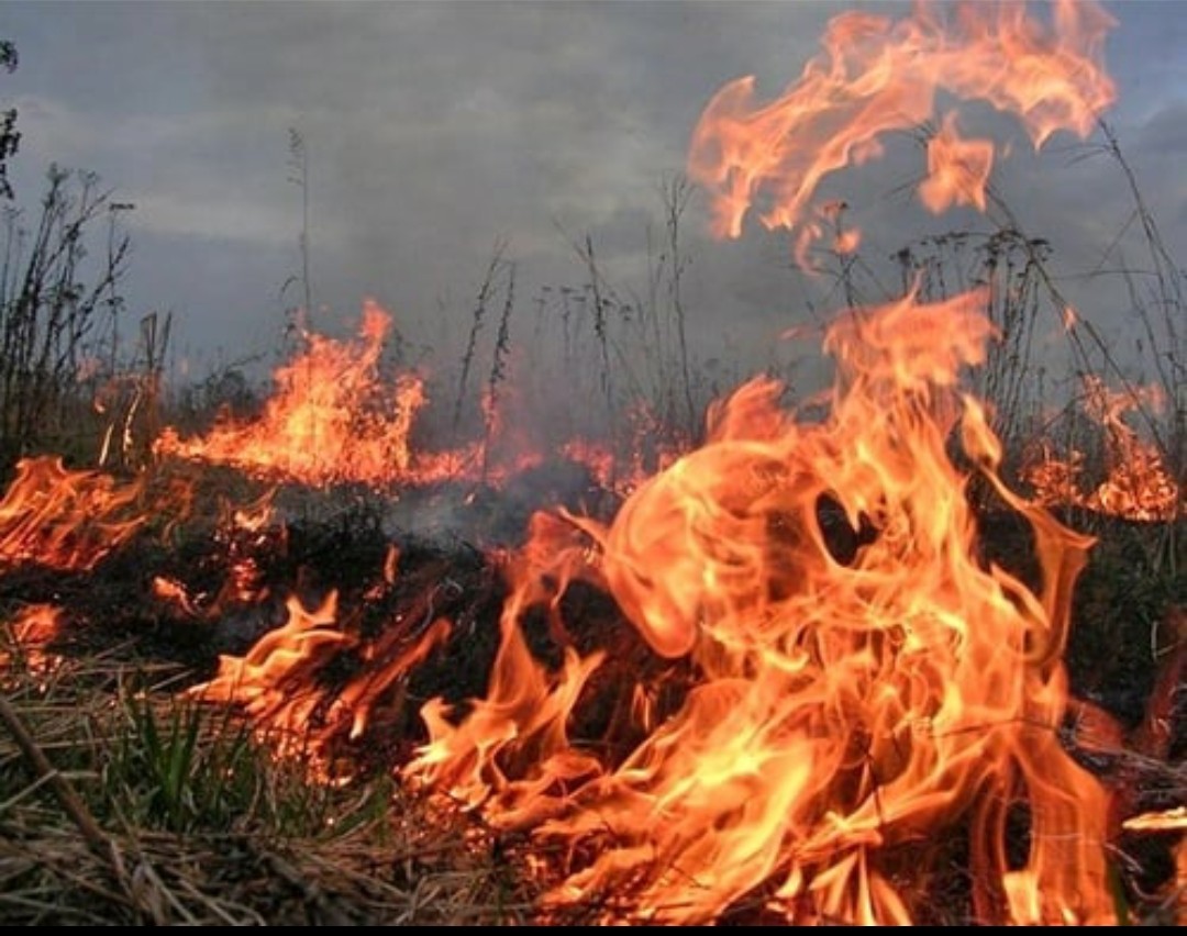 Թշնամին կանխամտածված այրել է հայկական ցորենի արտերը